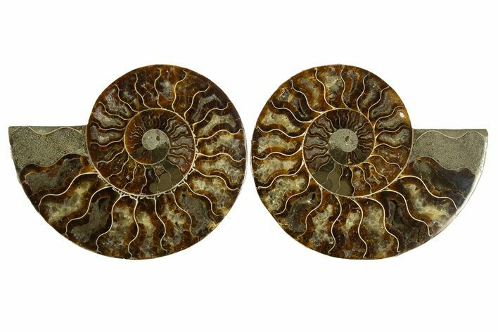 Cut & Polished, Agatized Ammonite Fossil - Madagascar #310605